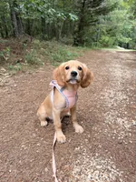 Jack, low shedding coat! , a male Cavalier King Charles Spaniel and English Cream Golden Retriever for sale in Appomattox, VA – 4 of 5