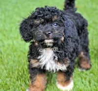 LITTER BOX TRAINED, a male Cavachon for sale in Appomattox, VA – Photo 3 of 4