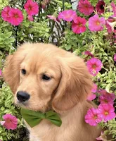 Eddie, a male Cavalier King Charles Spaniel and English Cream Golden Retriever for sale in Appomattox, VA – 5 of 5