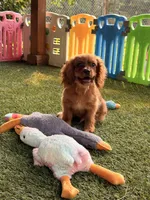 Jax, a male Cavalier King Charles Spaniel for sale in Appomattox, VA – 2 of 5