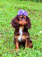 Amethyst , a female Cavalier King Charles Spaniel for sale in Appomattox, VA – 5 of 6