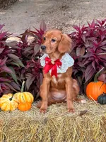 Bee- new pics  , a female Miniature Golden Retriever for sale in Appomattox, VA – 3 of 9
