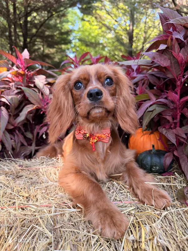 Fully potty trained  – Cavalier King Charles Spaniel puppy for sale in Appomattox, VA