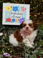 Rumble , a male Shih Tzu for sale in Appomattox, VA – 6 of 9