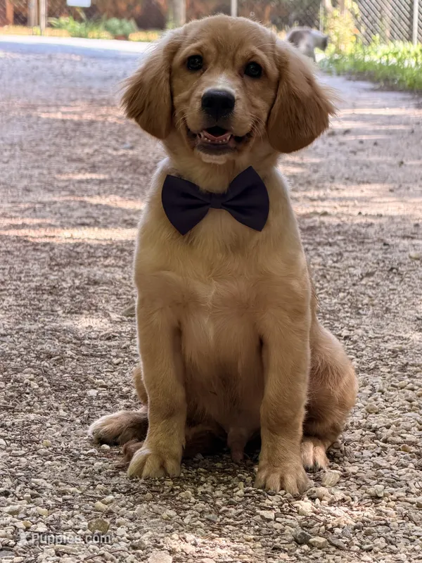 Bolt  – Miniature Golden Retriever puppy for sale in Appomattox, VA