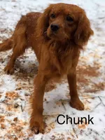 Cherry , a female Golden Retriever and Cavalier King Charles Spaniel for sale in Appomattox, VA – 7 of 7