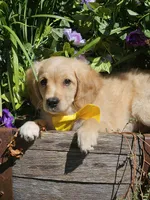 Fred , a male Miniature Golden Retriever for sale in Appomattox, VA – 4 of 9