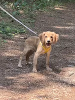 Low shedding puppy, Owen , a male Golden Retriever and Cavalier King Charles Spaniel for sale in Appomattox, VA – 4 of 7
