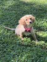Arthur , a male Golden Retriever and Cavalier King Charles Spaniel for sale in Appomattox, VA – 4 of 10