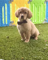 Bolt , a male Golden Retriever and Cavalier King Charles Spaniel for sale in Appomattox, VA – 2 of 7