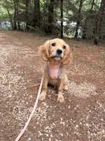 Jack, low shedding coat! , a male Cavalier King Charles Spaniel and English Cream Golden Retriever for sale in Appomattox, VA – 3 of 5