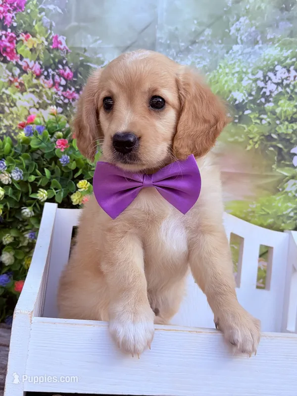 Cupid – Miniature Golden Retriever puppy for sale in Appomattox, VA