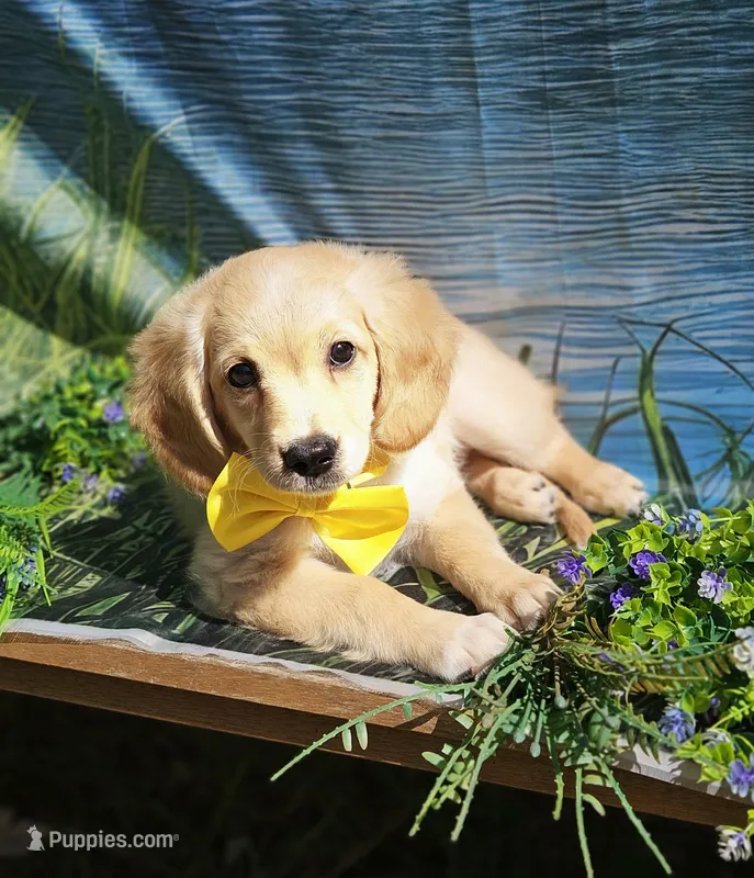 Fred  – Miniature Golden Retriever puppy for sale in Appomattox, VA