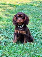 Lilia, a female Cavalier King Charles Spaniel for sale in Appomattox, VA – 3 of 5