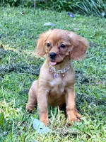 Lainey — tiny, a female Miniature Golden Retriever for sale in Appomattox, VA – 5 of 7