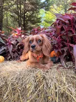 Fully potty trained , a male Cavalier King Charles Spaniel for sale in Appomattox, VA – 3 of 5