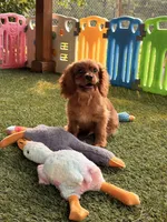 Jax, a male Cavalier King Charles Spaniel for sale in Appomattox, VA – 3 of 5