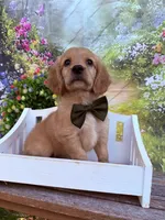 Tod , a male Miniature Golden Retriever for sale in Appomattox, VA – 2 of 7