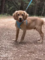 GIANT, low shedding coat!! , a male Golden Retriever and Cavalier King Charles Spaniel for sale in Appomattox, VA – 6 of 6