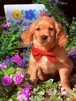 Fred , a male Miniature Golden Retriever for sale in Appomattox, VA – 4 of 6