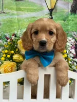 Low shedding puppy, Owen , a male Golden Retriever and Cavalier King Charles Spaniel for sale in Appomattox, VA – 7 of 7