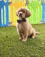 Bolt , a male Golden Retriever and Cavalier King Charles Spaniel for sale in Appomattox, VA – 3 of 7