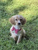 Arthur , a male Golden Retriever and Cavalier King Charles Spaniel for sale in Appomattox, VA – 7 of 10