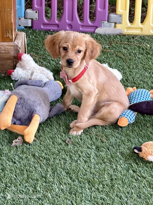 Buzz – Golden Retriever, Cavalier King Charles Spaniel puppy for sale in Appomattox, VA