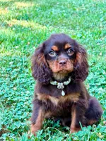 Lilia, a female Cavalier King Charles Spaniel for sale in Appomattox, VA – 4 of 5