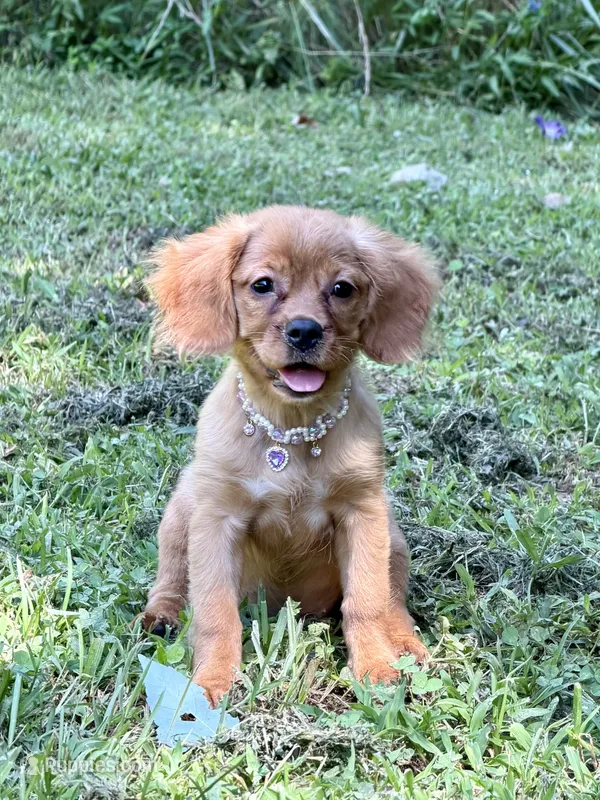 Lainey  – Golden Retriever, Cavalier King Charles Spaniel puppy for sale in Appomattox, VA