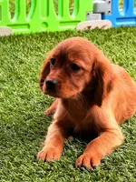 Rose , a female Golden Retriever and Cavalier King Charles Spaniel for sale in Appomattox, VA – 4 of 6