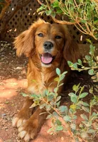 Yeti , a male Miniature Golden Retriever for sale in Appomattox, VA – 6 of 7