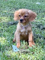 Lainey — tiny, a female Miniature Golden Retriever for sale in Appomattox, VA – 4 of 7