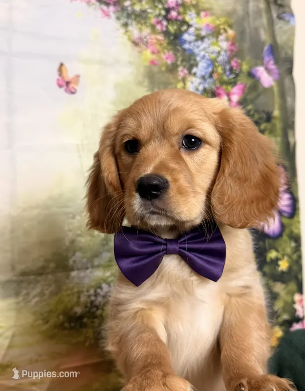 Eddie – Cavalier King Charles Spaniel, English Cream Golden Retriever puppy for sale in Appomattox, VA