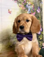 Eddie, a male Cavalier King Charles Spaniel and English Cream Golden Retriever for sale in Appomattox, VA – 1 of 5