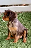 Hazel , a female Cavalier King Charles Spaniel for sale in Appomattox, VA – 4 of 6