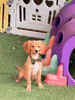 Rey , a male Cavalier King Charles Spaniel and English Cream Golden Retriever for sale in Appomattox, VA – 4 of 4