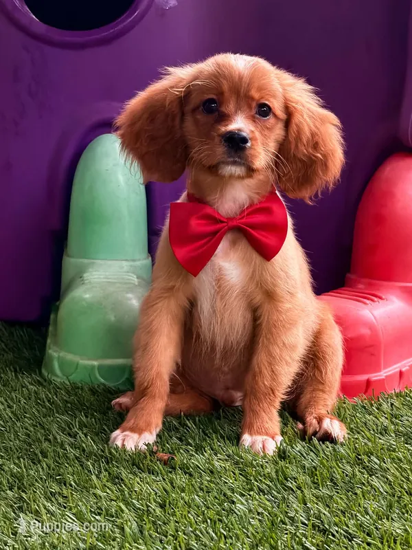 Socks  – Miniature Golden Retriever puppy for sale in Appomattox, VA