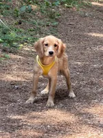 Low shedding puppy, Owen , a male Golden Retriever and Cavalier King Charles Spaniel for sale in Appomattox, VA – 2 of 7