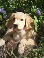Fred , a male Miniature Golden Retriever for sale in Appomattox, VA – 2 of 9