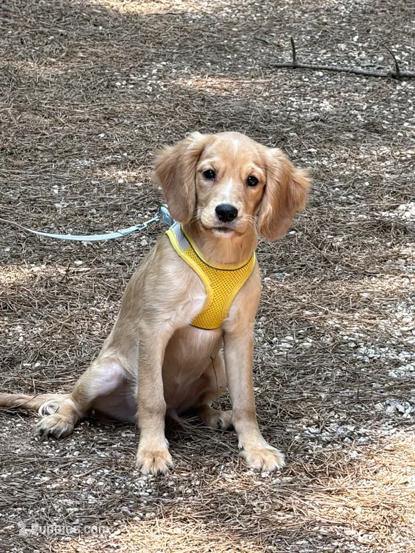 Low shedding puppy, Owen  – Golden Retriever, Cavalier King Charles Spaniel puppy for sale in Appomattox, VA