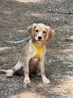 Low shedding puppy, Owen , a male Golden Retriever and Cavalier King Charles Spaniel for sale in Appomattox, VA – 1 of 7