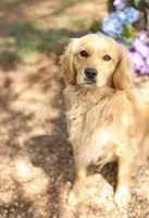 Bee , a female Golden Retriever and Cavalier King Charles Spaniel for sale in Appomattox, VA – 6 of 7