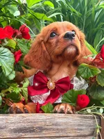 Cherry , a female Golden Retriever and Cavalier King Charles Spaniel for sale in Appomattox, VA – 5 of 7