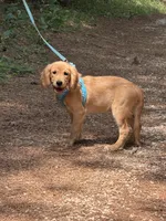 GIANT, low shedding coat!! , a male Golden Retriever and Cavalier King Charles Spaniel for sale in Appomattox, VA – 5 of 6
