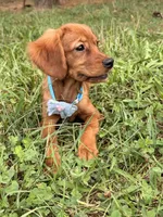 Bee , a female Miniature Golden Retriever for sale in Appomattox, VA – 8 of 10