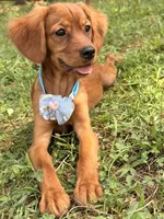 Bee , a female Miniature Golden Retriever for sale in Appomattox, VA – 2 of 10
