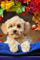 Carmela Va, a female Cavachon for sale in Appomattox, VA – Photo 2 of 4