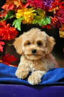 Carmela Va, a female Cavachon for sale in Appomattox, VA – Photo 1 of 4