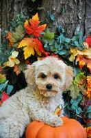 Carmela Va, a female Cavachon for sale in Appomattox, VA – Photo 4 of 4